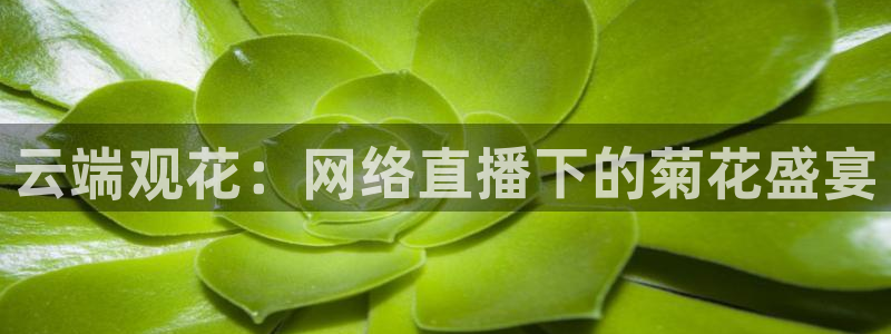 黑白直播免费体育直播下载：云端观花：网络直播下的菊花盛宴